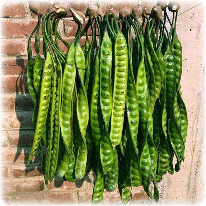 Fresh Yongchak (Petai, Zawngtah, Gachhua Uri, Jonglha, Stink Bean) vacuum-packed for Manipur, Mizoram, Assam, Nagaland & Southeast Asian cuisine. Shop now for authentic taste!